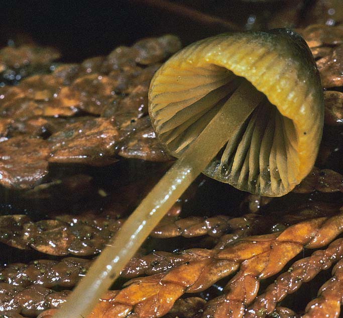 Mycena aurantiomarginata